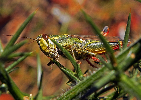 自然 虫 大きい fauna 写真