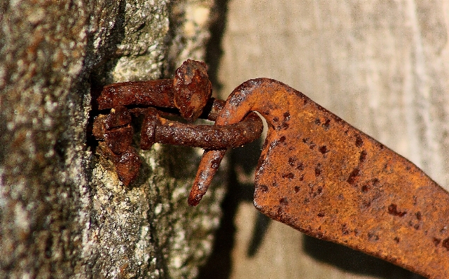 Foto Margasatwa serangga fauna invertebrata