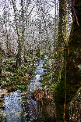 木 水 自然 森 写真