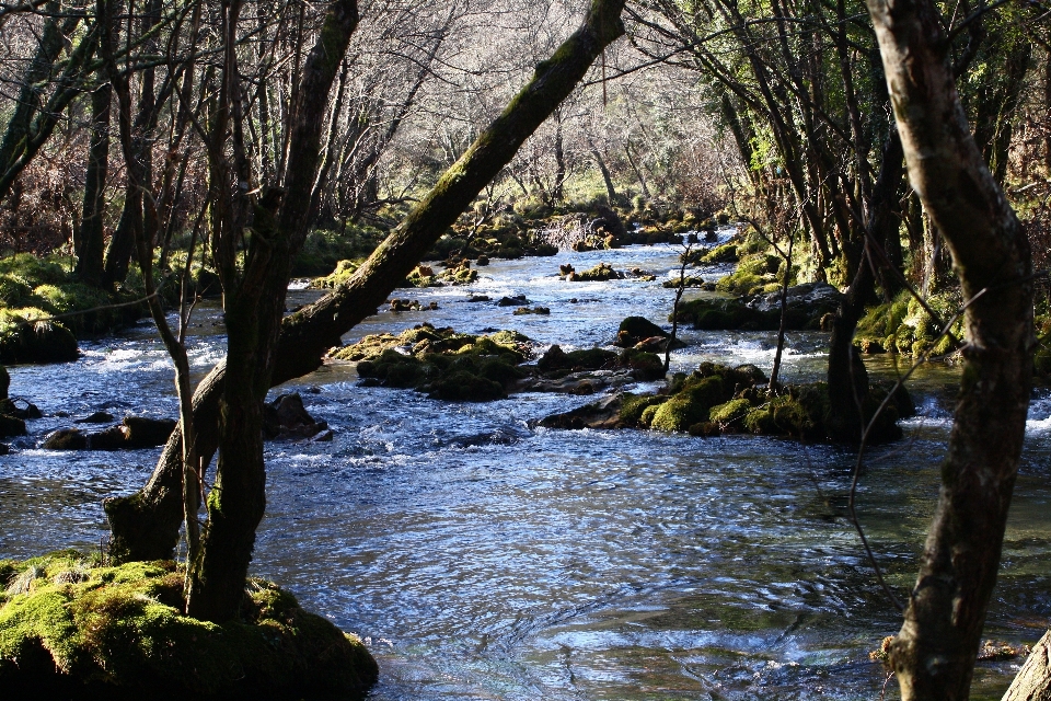 Paisaje árbol agua naturaleza