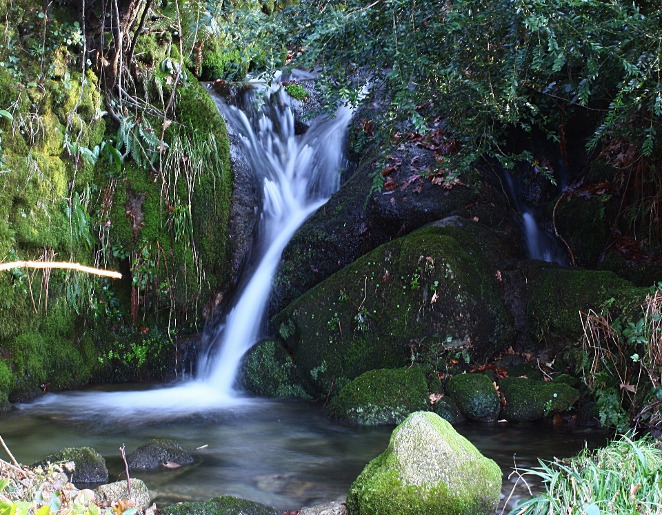 Bosque cascada estanque stream