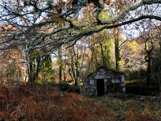 Zdjęcie Drzewo natura las oddział