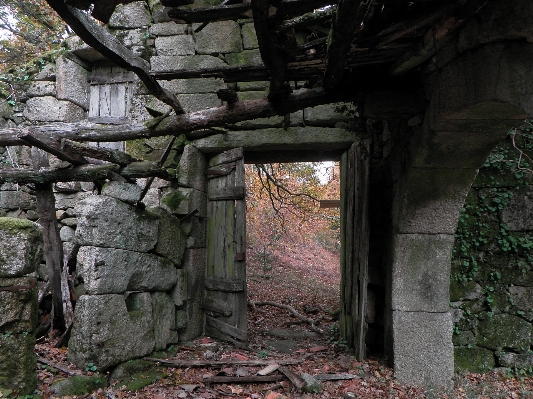 Tree rock building wall Photo