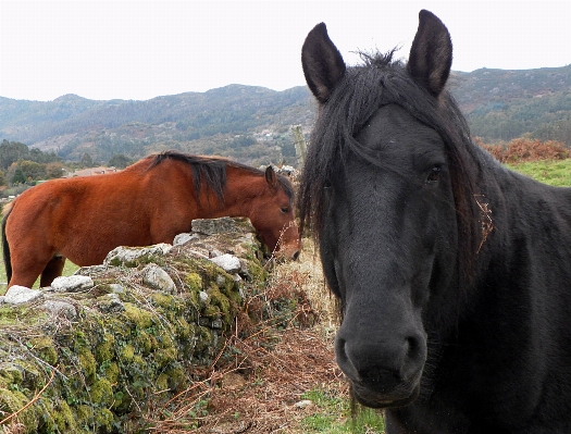 Pasture grazing horse mammal Photo