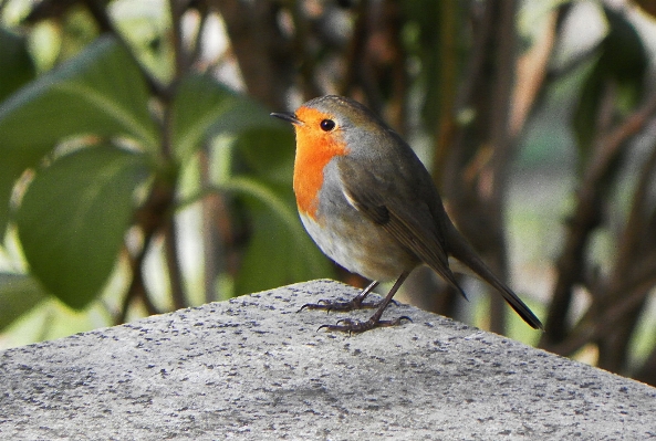 Nature branch bird wildlife Photo