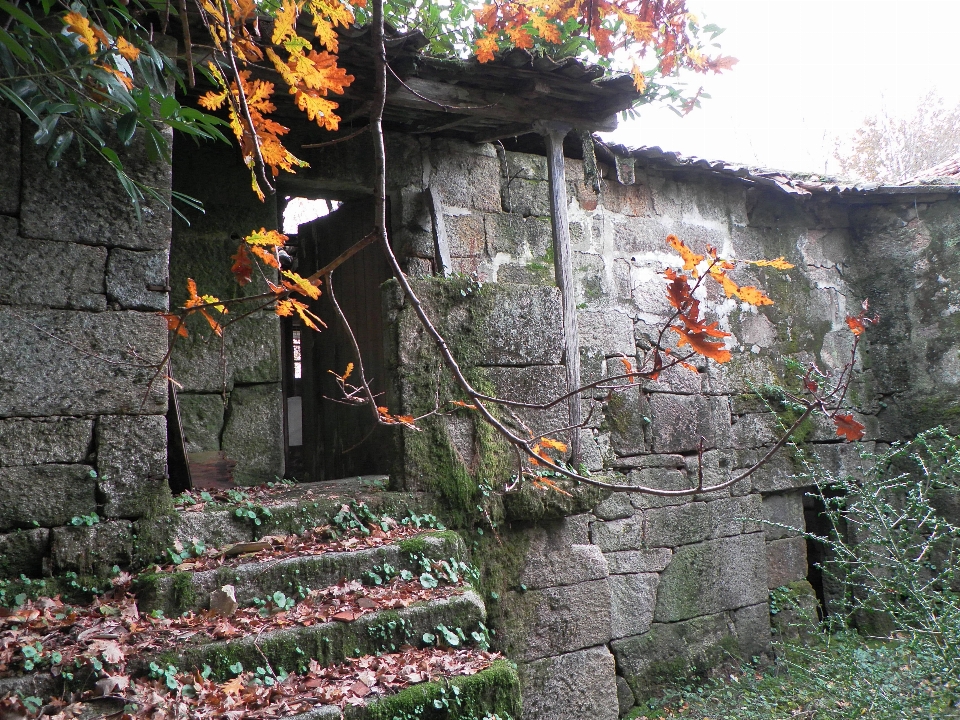 árbol flor muro aldea