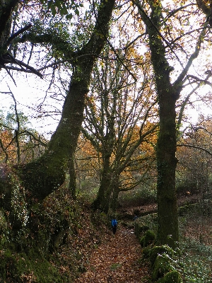 Tree nature forest branch Photo