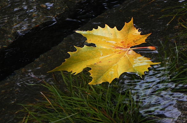 Photo Arbre nature bifurquer usine