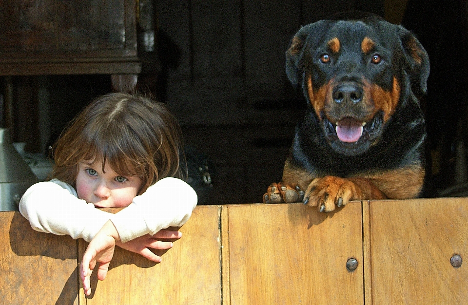 Chiot chien mammifère animaux