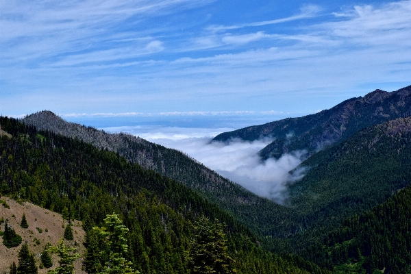 Landscape nature forest wilderness Photo