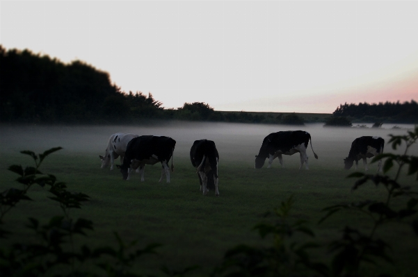 Nature fog sunset mist Photo