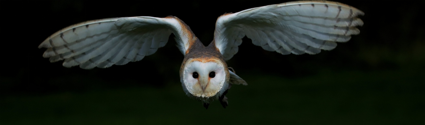 Bird wing white night Photo