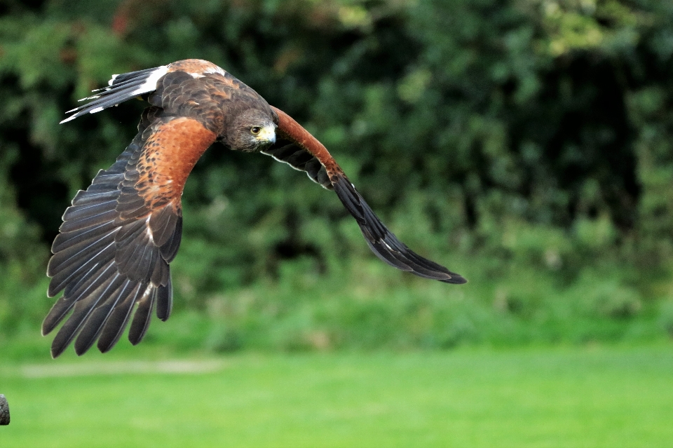 Nature oiseau aile animal