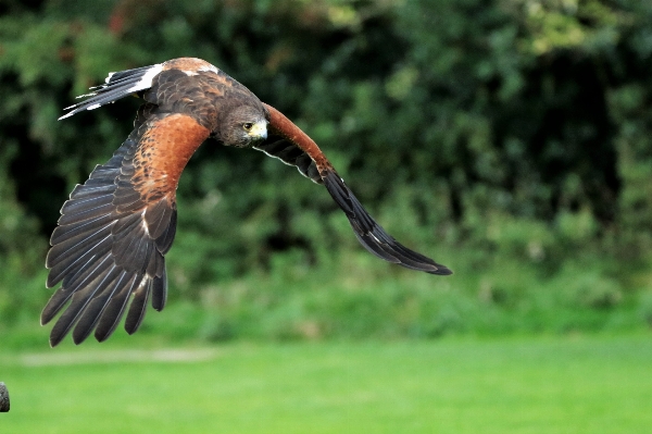 Natur vogel flügel tier Foto