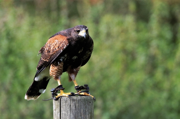 Natur vogel flügel tier Foto