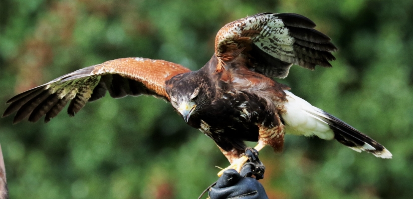 Foto Alam burung sayap satwa