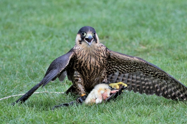 Nature outdoor bird animal Photo