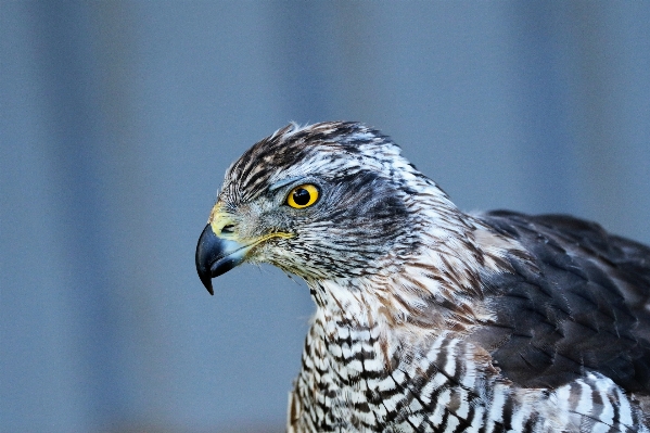 Photo Extérieur oiseau aile animal