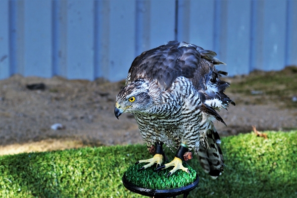 Foto Luar ruangan burung satwa margasatwa