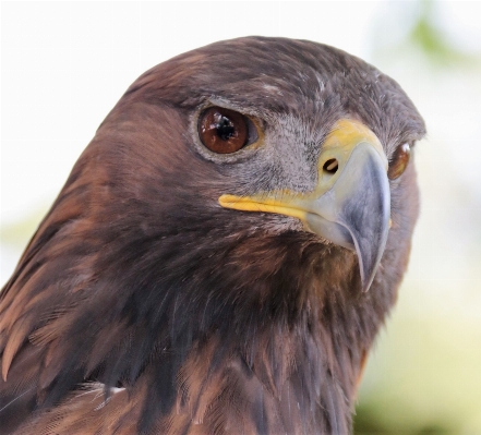 Vogel flügel tier tierwelt Foto