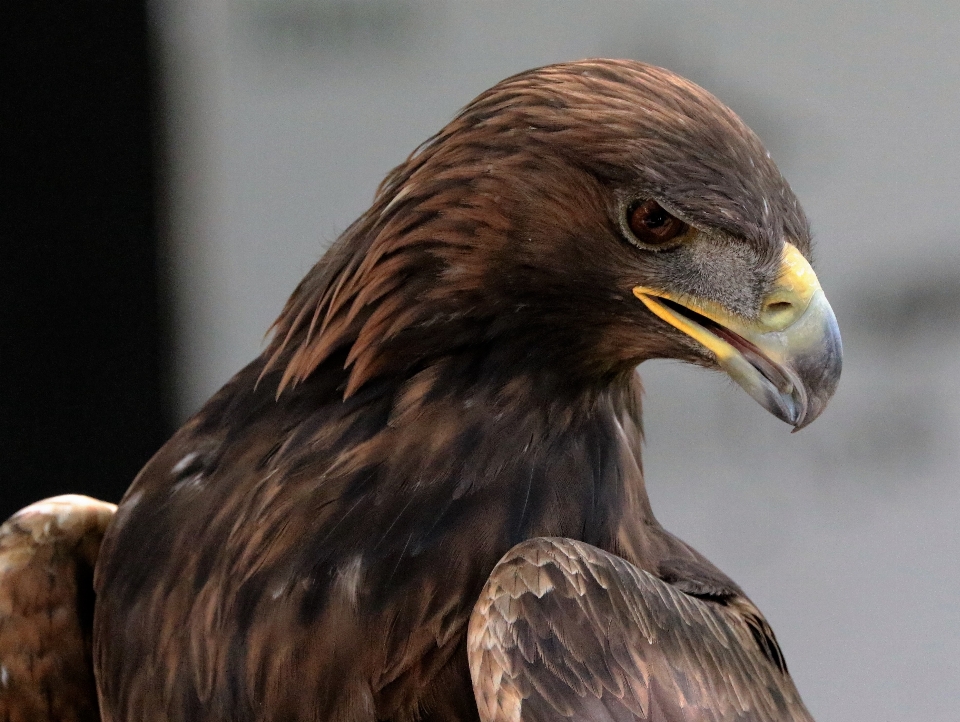 Uccello ala animale animali selvatici