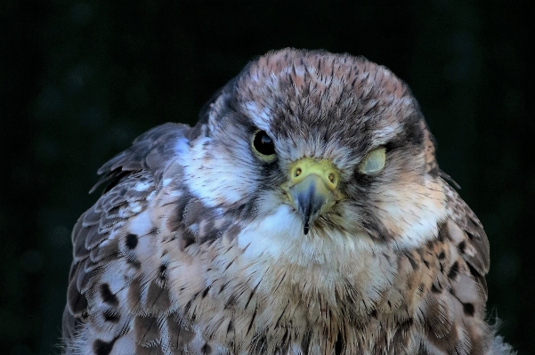 Photo Extérieur oiseau aile faune