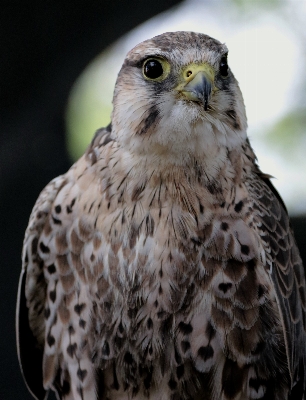 Photo Extérieur oiseau aile faune