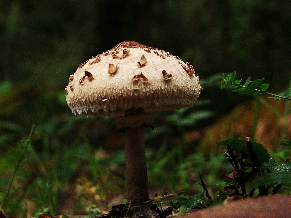 Natura foresta animali selvatici macro