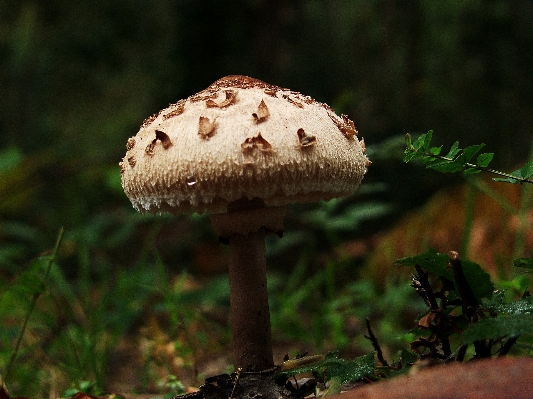 Nature forest wildlife macro Photo