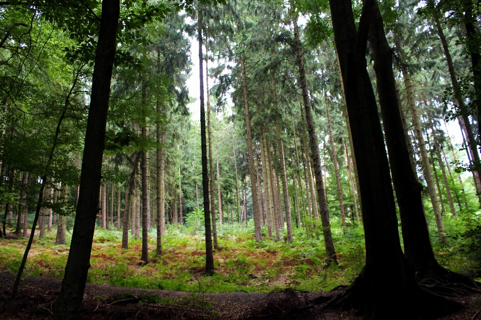 Landschaft baum natur wald