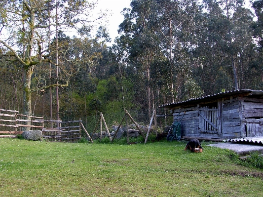 Tree farm home shack Photo