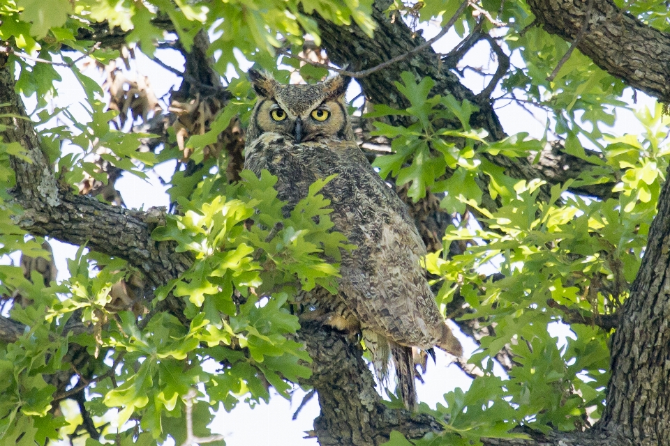 Albero ramo uccello animali selvatici