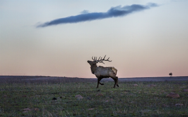 Nature prairie morning wildlife Photo