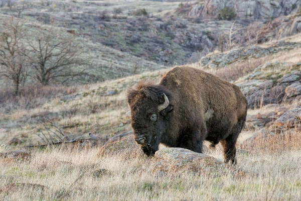 Prairie wildlife pasture grazing Photo