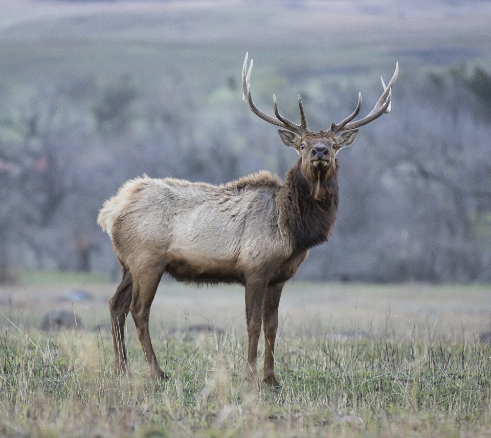 Prairie wildlife deer horn