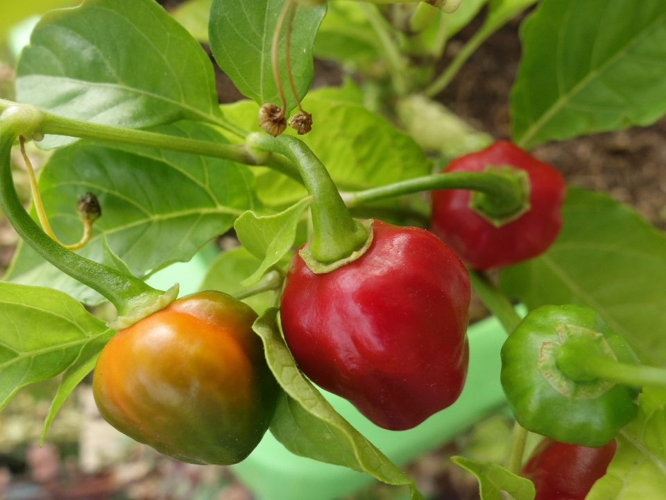 Sharp pianta frutta fiore