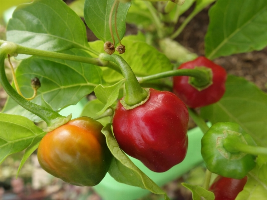 Foto Sharp tanaman buah bunga