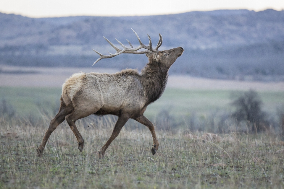 Prairie wildlife deer mammal