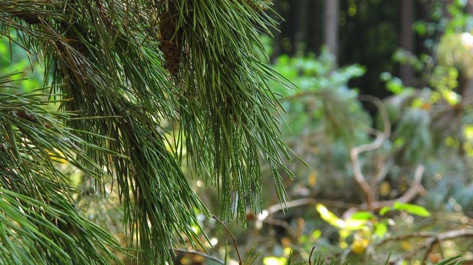 árbol bosque césped rama