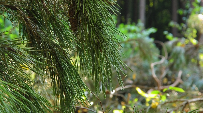 Tree forest grass branch Photo