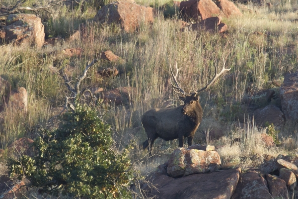 Wilderness wildlife deer mammal Photo