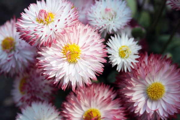 Nature plant flower petal Photo