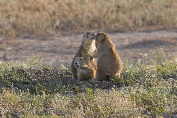 Foto Animais selvagens mamífero esquilo fauna