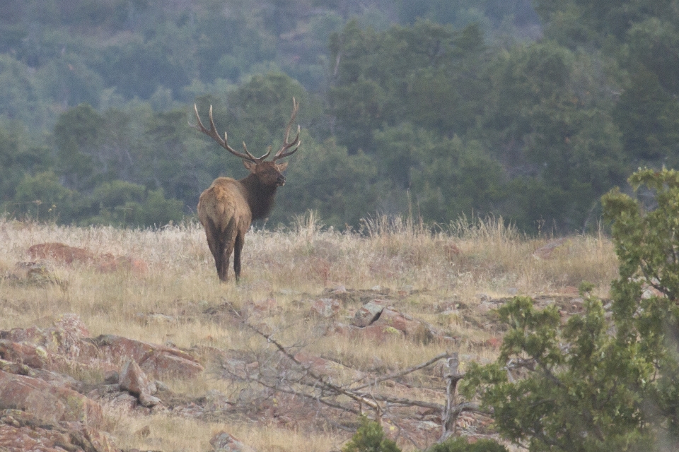 Prairie wildlife deer mammal