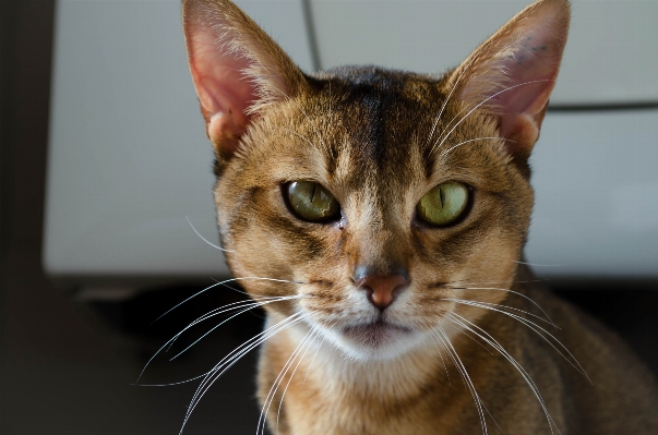 Foto Animale guardare domestico pelliccia