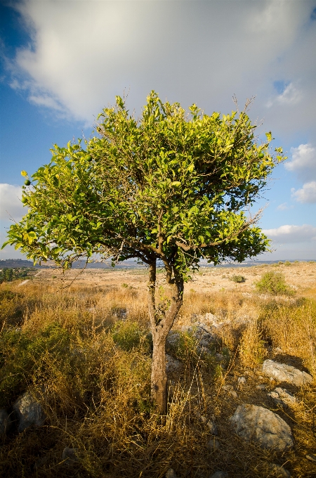 Paisagem árvore natureza grama