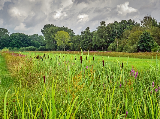 Photo Paysage nature herbe le marais
