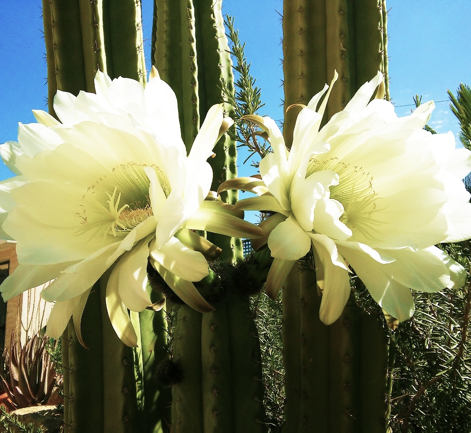 Nature cactus plant flower