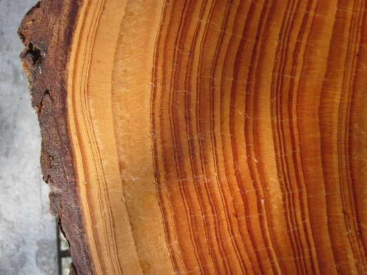 Tree structure wood grain Photo