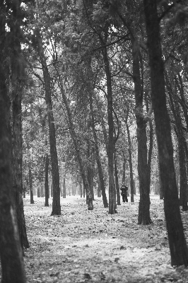 Foto Pohon alam hutan cabang